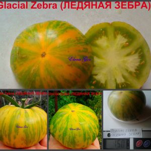 ЛЕДЯНАЯ ЗЕБРА (Glacial Zebra) - желто-зеленый томат, 10 семян