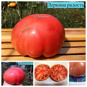ЛЕРКИНА РАДОСТЬ (LERKIN'S JOY) - крупный розовый биф, 10 семян