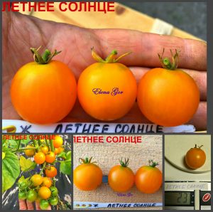 ЛЕТНЕЕ СОЛНЦЕ (SUMMER SUN) - ранний сладкий желтый округлый черри, 10 семян