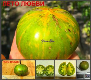 ЛЕТО ЛЮБВИ (SUMMER LOVE) - ранний разноцветный биколор, 10 семян