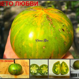 ЛЕТО ЛЮБВИ (SUMMER LOVE) - ранний разноцветный биколор, 10 семян