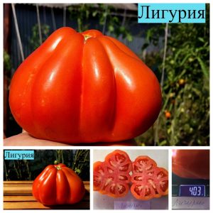 ЛИГУРИЯ (LIGURIA) - яркий красный гофрированный трюфель, 10 семян