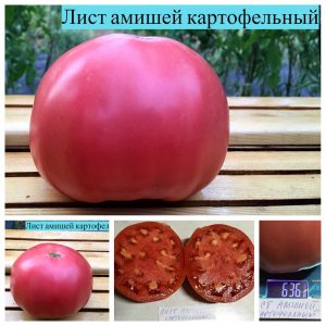 ЛИСТ АМИШЕЙ КАРТОФЕЛЬНЫЙ (AMISHE POTATO LEAF) - крупный розовый биф, 10 семян