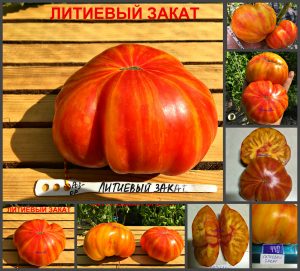 ЛИТИЕВЫЙ ЗАКАТ (LITHIUM SUNSET) - крупный полосатый сладкий биколор, 10 семян