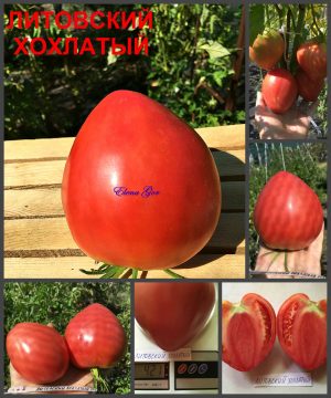 ЛИТОВСКИЙ ХОХЛАТЫЙ РОЗОВЫЙ (Lithuanian Crested Pink) - раннее розовое сладкое сердце, 10 семян