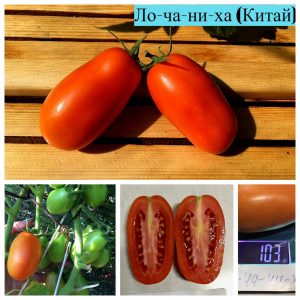 ЛО-ЧАН-И-ХА (LO-CHAN-I-HA) - урожайная плотная красная сливка, 10 семян