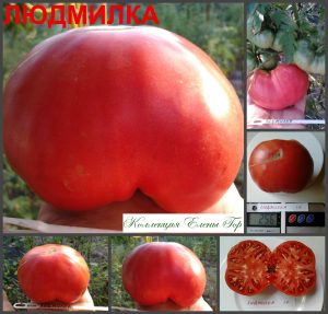 ЛЮДМИЛКА. (LÛDMILKA) - розовый крупноплодный бифштекс, 10 семян ЛЮДМИЛКА. (LÛDMILKA) - розовый крупноплодный бифштекс, 10 семян
