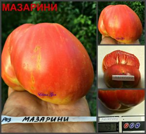 МАЗАРИНИ (MAZARINI) - раннее розовое крупное сердце, 10 семян МАЗАРИНИ (MAZARINI) - раннее розовое крупное сердце, 10 семян