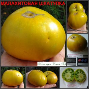 КИВИ (KIWI) - приплюснутый зеленый гигантский биф, 10 семян