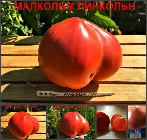 МАЛКОЛЬМ ЛИНКОЛЬН (MALCOLM LINCOLN) - малиновое крупное сердце, 10 семян МАЛКОЛЬМ ЛИНКОЛЬН (MALCOLM LINCOLN) - малиновое крупное сердце, 10 семян