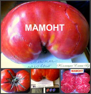 МАМОНТ РОЗОВЫЙ (MAMMOTH PINK) - крупный розовый биф, 10 семян