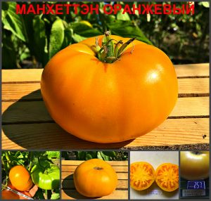 Ексклюзивні сорти томатів можна купити в магазині