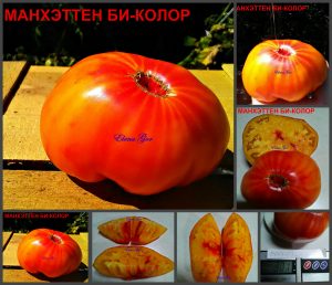 МАНХЭТТЕН БИКОЛОР (MANHATTAN BI-COLOR) - сладкий биколор бифштекс, 10 семян