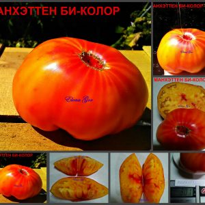 МАНХЭТТЕН БИКОЛОР (MANHATTAN BI-COLOR) - сладкий биколор бифштекс, 10 семян