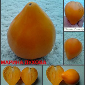МАРИНА ДУХОВА (MARINA DUHOVA) - оранжевое утонченное сердце, 5 семян