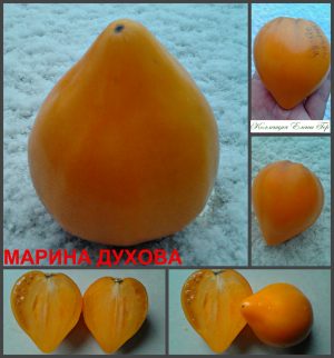 МАРИНА ДУХОВА (MARINA DUHOVA) - оранжевое утонченное сердце, 5 семян