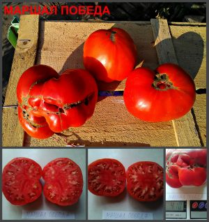 МАРШАЛ ПОБЕДА (MARSHAL VICTORY) - крупный красный биф, 10 семян