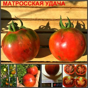 МАТРОССКАЯ УДАЧА (SAILOR LUCK) - ранний малиновый пестрый томат, 10 семян
