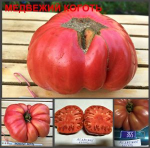 МЕДВЕЖИЙ КОГОТЬ (BEAR CLAW) - ранний розовый биф крупноплод, 10 семян