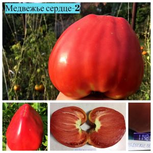 МЕДВЕЖЬЕ СЕРДЦЕ