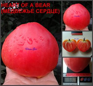 МЕДВЕЖЬЕ СЕРДЦЕ сорт томатов