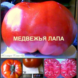 МЕДВЕЖЬЯ ЛАПА КРАСНАЯ (BEAR PAW RED) - крупный красный биф, 10 семян