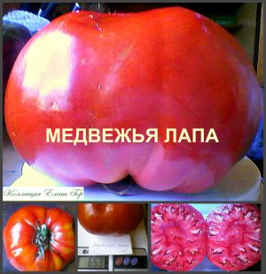 МЕДВЕЖЬЯ ЛАПА КРАСНАЯ (BEAR PAW RED) - крупный красный биф, 10 семян МЕДВЕЖЬЯ ЛАПА КРАСНАЯ (BEAR PAW RED) - крупный красный биф, 10 семян