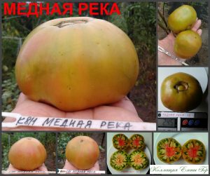 МЕДНАЯ РЕКА (COOPER RIVER) - сладкий бронзовый биколор, 10 семян