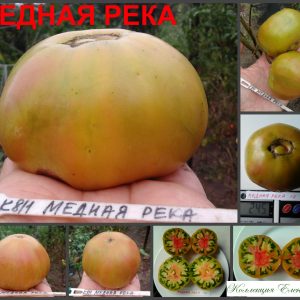 МЕДНАЯ РЕКА (COOPER RIVER) - сладкий бронзовый биколор, 10 семян