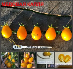 МЕДОВАЯ КАПЛЯ (HONEY DROP) - ранняя желтая сливка, 10 семян