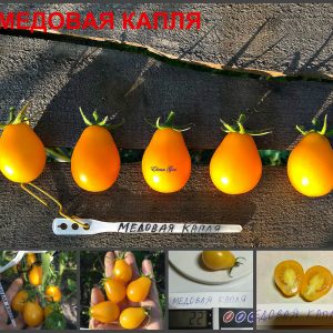 МЕДОВАЯ КАПЛЯ (HONEY DROP) - ранняя желтая сливка, 10 семян