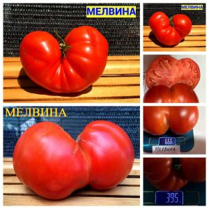 МЕЛВИНА (MELVINA) - крупный красный бифштекс, 10 семян