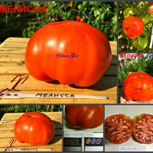 МЕЛИССА (MELISSA) - крупный красный бифштекс, 10 семян
