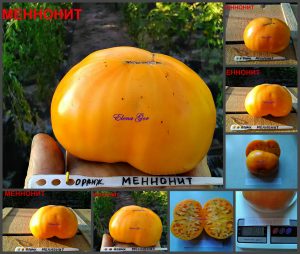 МЕННОНИТ (MENNONITE) - ранний желтый бифштекс, 10 семян