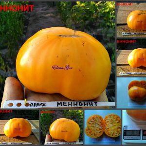 МЕННОНИТ (MENNONITE) - ранний желтый бифштекс, 10 семян