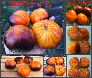 Сорт МЕЧТА АЛИСЫ