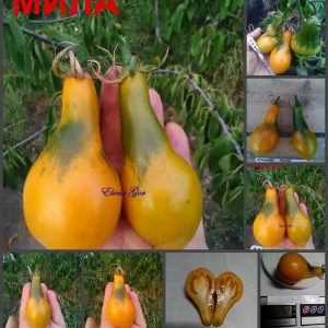 МИЛА (MILA) - удлиненная желтая сливка-кегля, 5 семян