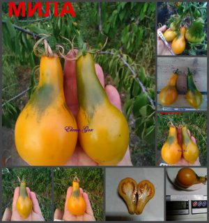 МИЛА (MILA) - удлиненная желтая сливка-кегля, 5 семян МИЛА (MILA) - удлиненная желтая сливка-кегля, 5 семян