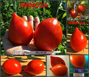 МИМОЗА (MIMOSA) - красное пестрое сердечко, 10 семян