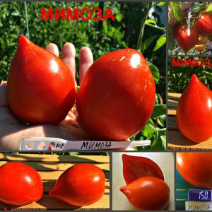 МИМОЗА (MIMOSA) - красное пестрое сердечко, 10 семян