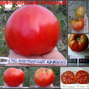 МИНУСИНСКИЕ КРАСНЫЕ (MINUSINSK RED) - ранний красный крупноплод, 10 семян
