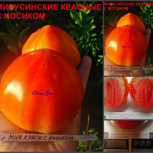 МИНУСИНСКИЕ КРАСНЫЕ С НОСИКОМ (MINUSINSK RED WITH SPOUT) - ранний красный крупноплод, 10 семян