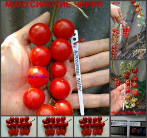 МИНУСИНСКИЕ ЧЕРРИ КРАСНЫЕ (MINUSINSK CHERRY RED) - ранний красный круглый черри, 10 семян МИНУСИНСКИЕ ЧЕРРИ КРАСНЫЕ (MINUSINSK CHERRY RED) - ранний красный круглый черри, 10 семян