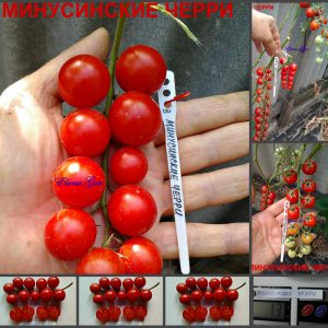 МИНУСИНСКИЕ ЧЕРРИ КРАСНЫЕ (MINUSINSK CHERRY RED) - ранний красный круглый черри, 10 семян