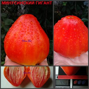 МИНУСИНСКИЙ ГИГАНТ (MINUSINSKY GIANT) - красный сердцевидный томат, 10 семян