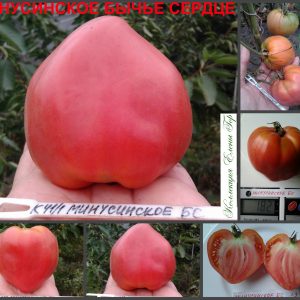 МИНУСИНСКОЕ БЫЧЬЕ СЕРДЦЕ (MINUSINSK BULL HEART) - крупное розовое сердце, 10 семян