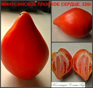 МИНУСИНСКОЕ КРАСНОЕ СЕРДЦЕ (MINUSINSK RED HEART) - красный сердцевидный томат, 10 семян