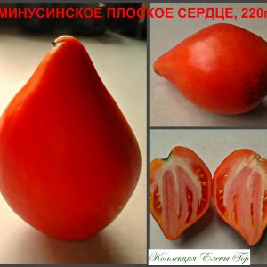 МИНУСИНСКОЕ КРАСНОЕ СЕРДЦЕ (MINUSINSK RED HEART) - красный сердцевидный томат, 10 семян