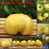 МИНУСИНСКОЕ МАНГО (MINUSINSK MANGO) - кремовый бифштекс, 10 семян