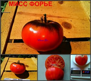 МИСС ФОРЬЕ (Mlle FAURIER) - ранний сине-малиновый томат, антоциан, 10 семян